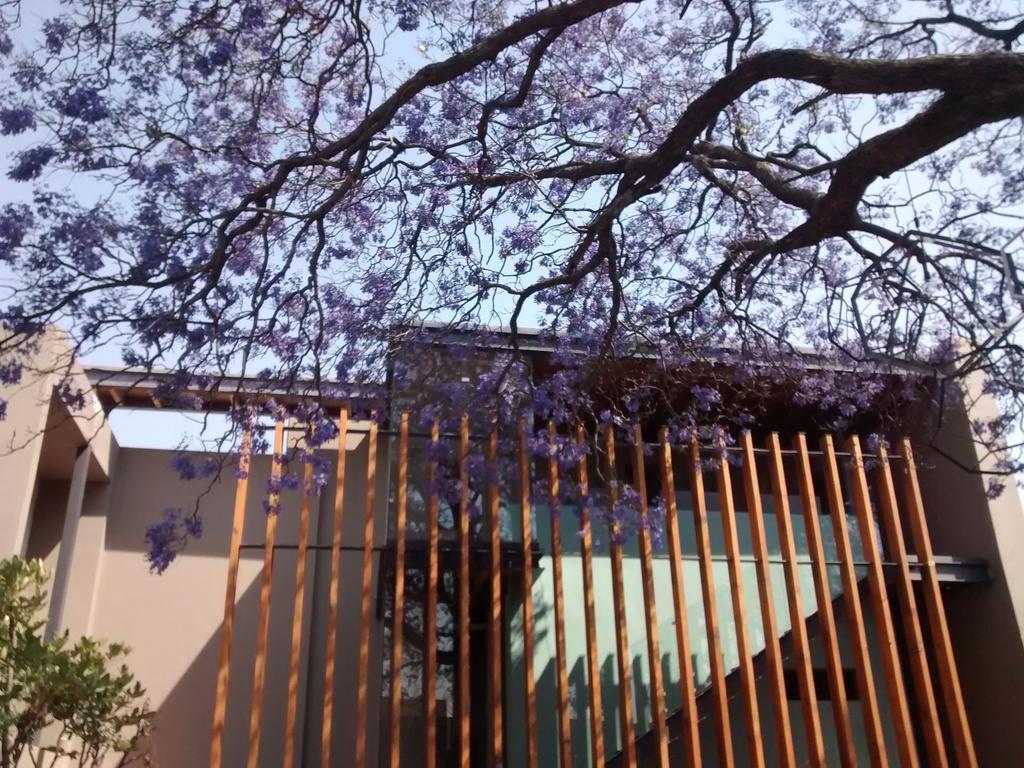 Hotel Criol Queretaro Luaran gambar Jacaranda trees in bloom at the University of Pretoria